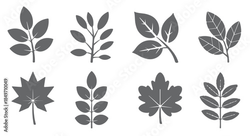  nine gray leaf silhouettes botanical illustrations set