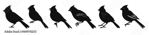 northern cardinal bird silhouettes vector set set