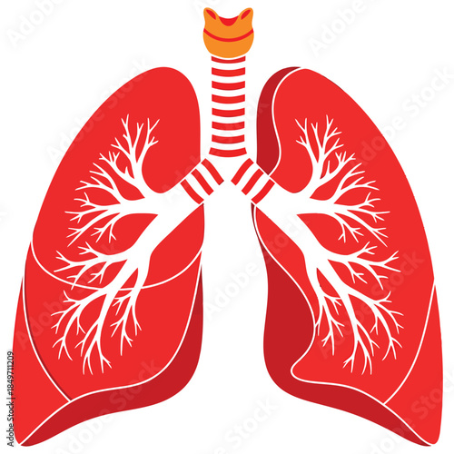 Anatomical illustration of human lungs and respiratory system with trachea and bronchi.