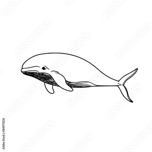 Elegant Line Art Beluga Whale - Simplicity Meets Majesty | Clean, isolated vector art for creative projects.