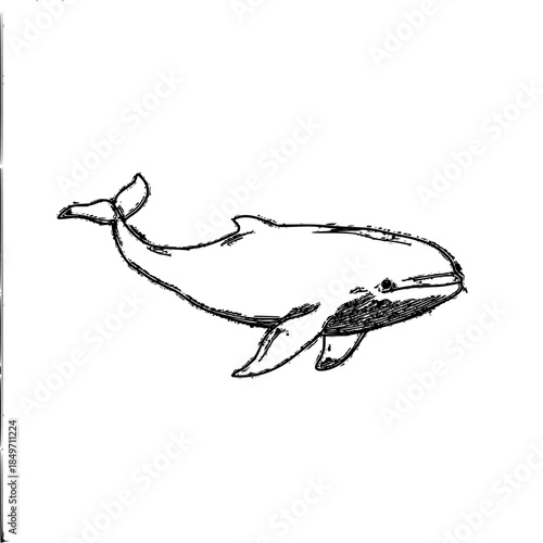 Elegant marine seraph, sleek streamlined | Clean, isolated vector art for creative projects.