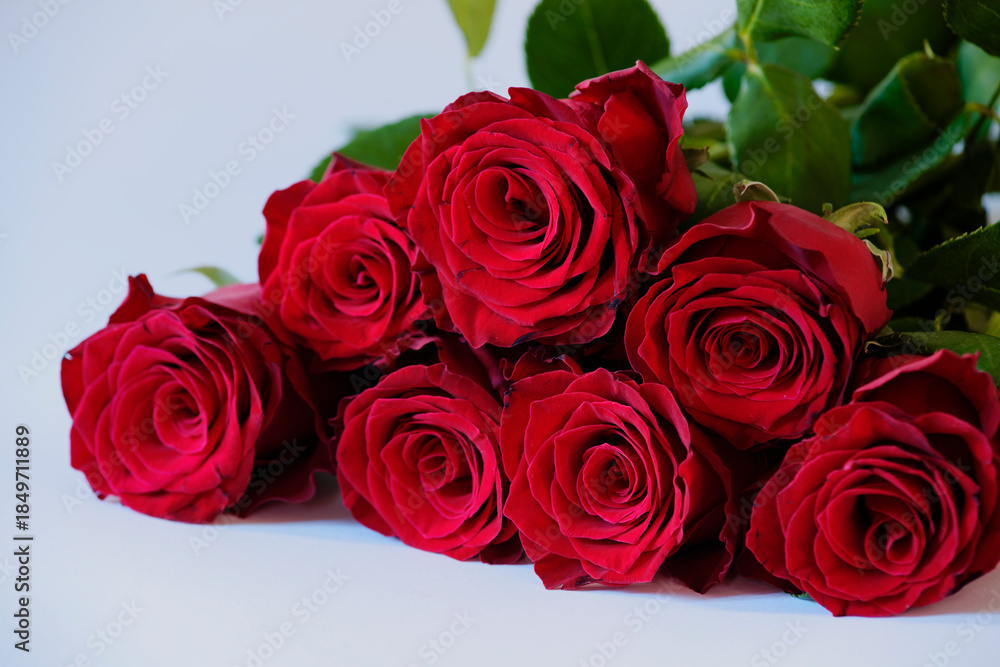 Obraz premium Red Roses on White Background