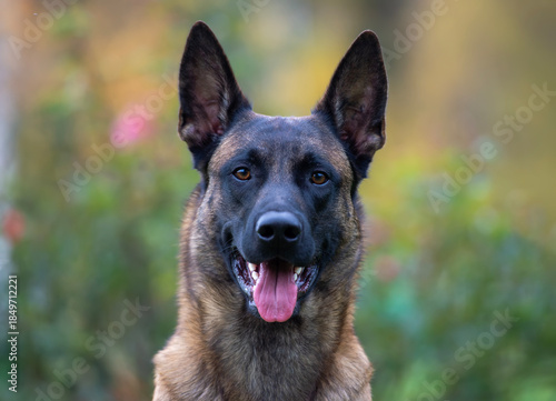 Belgian shepherd malinois portrait in the garden. Selective focus on the dog