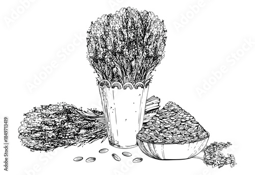 Lavender bunch and seeds heap in clay wooden bowl, lavandula stems bouquet in cachepot with lace trim. Isolated illustration hand drawn in vector ink. Spa product labels, gift wrap, wellness packaging