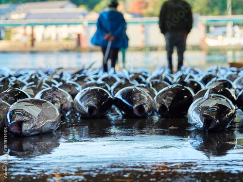 Wallpaper Mural 観光名所和歌山県の勝浦漁港のマグロ卸し市場の競り市の風景 Torontodigital.ca