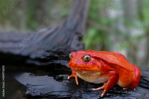 Bild auf Leinwand Beautiful female Tomato frog on brown wood and green leaves background, Tomato f