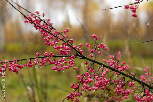 Spindle Tree Berries With Autumn Raindrops