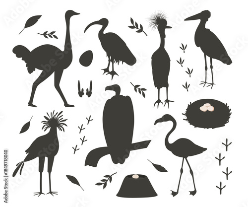 African silhouette birds set. Ostrich, secretary bird, marabou stork, vulture, crowned crane, sacred ibis, pink flamingo. Children cute animal vector illustration.