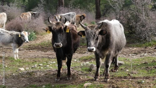 Wallpaper Mural A flock of cow grazes on rocky ground, showcasing their natural habitat, surrounded by lush vegetation and open space under a bright blue sky, embodying pastoral serenity, fa01 Torontodigital.ca