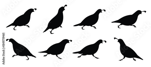  running quail silhouette vector