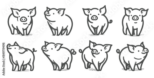 rustic pig illustrations in hand drawn line art