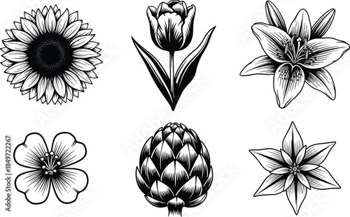 Flower and plant illustrations, sunflower, tulip, lily, cherry blossom, artichoke, star flower, black and white botanical vector set