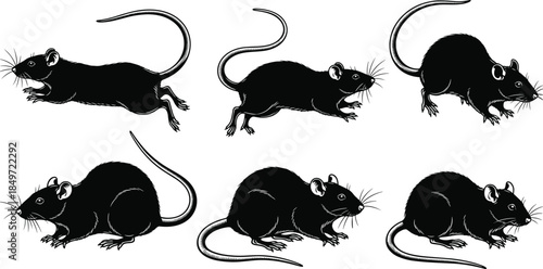 Rat silhouettes, black rodent icons, various poses, crouching and alert postures, vector set, pest control, animal illustration