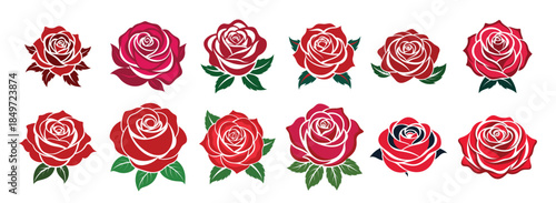 red rose set on a white background