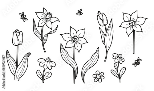 Spring Flowers Tulips, Daffodils and Chamomile Hand Drawn Doodle Set. Isolated Botanical Garden Plants Line Art. Vector illustration. Not AI