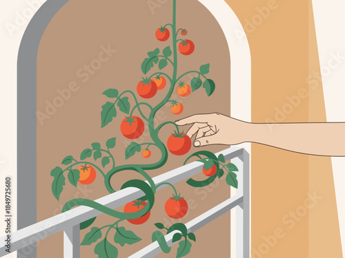 A hand harvests ripe tomatoes from a vine growing on a balcony. A vibrant, natural scene showcasing fresh produce and urban gardening.  Ideal for food, lifestyle, and nature themes.