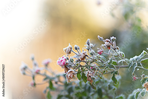Frost covered rose branches in winter. Peaceful winter landscape in the morning with sunlight in the background