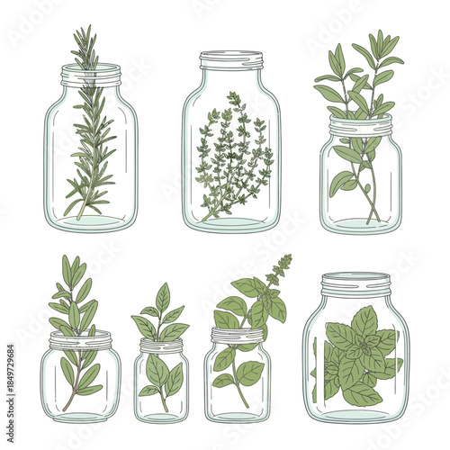 Assorted Herb Plants Preserved in Transparent Glass Jars for Home Decor and Culinary Use