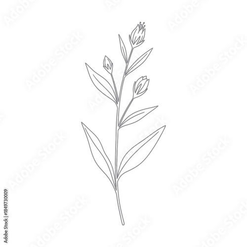 Delicate Line Drawing of a Freshly Budding Botanical Plant with Elongated Leaves and Buds in