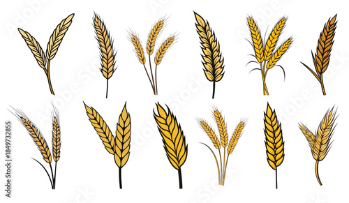 set of barley grain stalk vector illustration