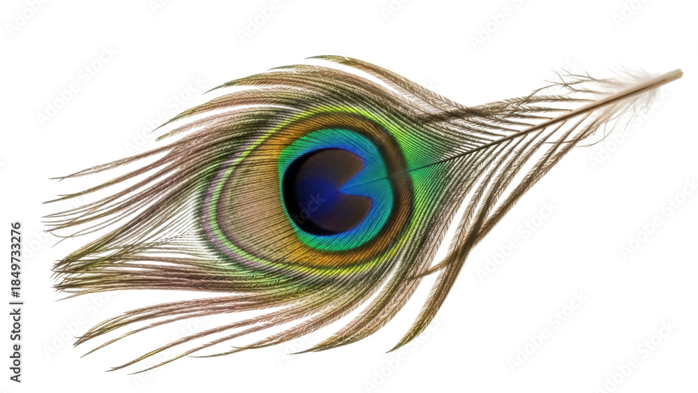 Fototapeta premium Isolated vibrant peacock feather, elegant iridescent plumage, eye catching design, unique feather