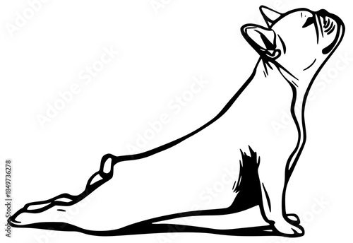 French bulldog in upward dog pose illustration