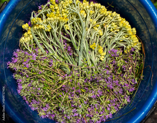 Medicinal plants thyme and immortelle collected in a bucket.
Thymus serpyllum L. used to strengthen the immune system and prevent and treat respiratory diseases. Helichrysum is a choleretic agent.