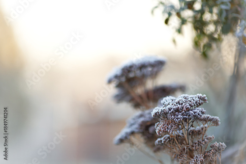 Frost covered stonecrop (Sedum spectabile) in winter. Peaceful winter landscape in the morning with frozen ice crystals