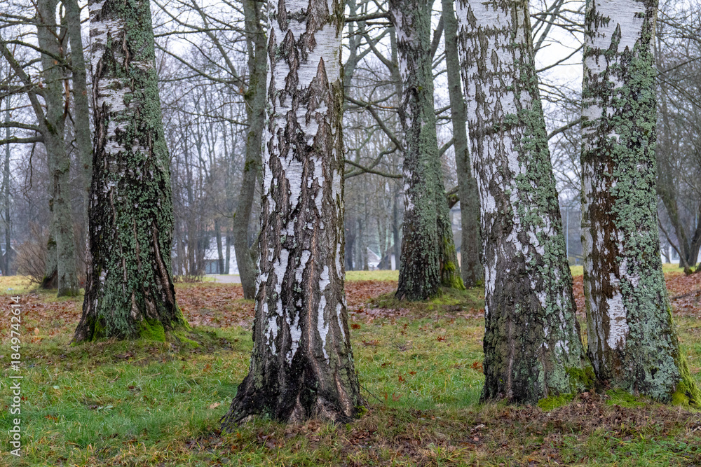 Fototapeta premium Birch Tree Trunks with Moss and Lichen in Late Autumn Park Landscape