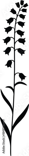Silhouette of a flowering plant with bell-shaped blossoms on a stem, representing nature and botanical illustration