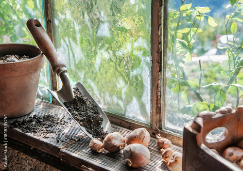 garden shovel full of soil placed near a glass of window in a garden shed	with flower bulbs and flowerpot