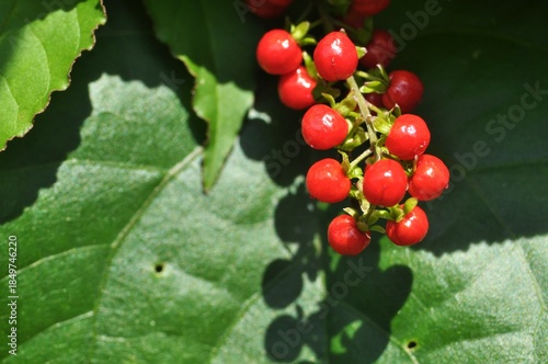 Close-Up of Bright Red Wild Berries in Sunlight