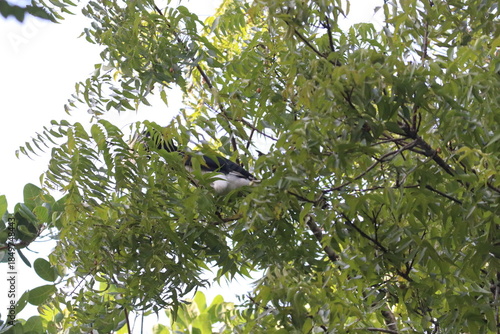 Oriental pied hornbill perching on tree branch in sunny tropical forest with green foliage