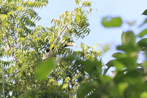 Oriental pied hornbill perching on tree branch in sunny tropical forest with green foliage