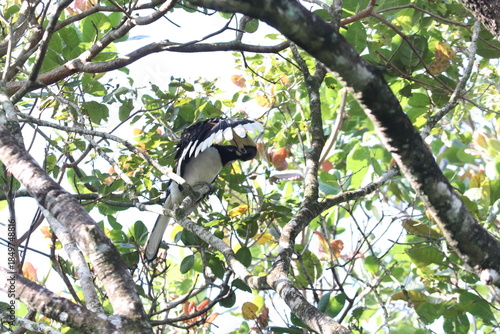 oriental pied hornbill bird perching on a tree branch preening its wings in a tropical forest