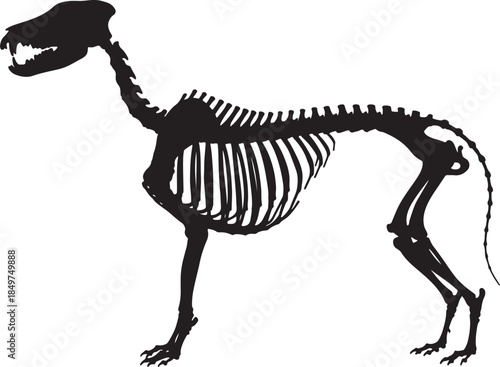 Anatomical black silhouette of a dog skeleton, revealing the intricate bone structure of a canine, veterinary or scientific also transparent background