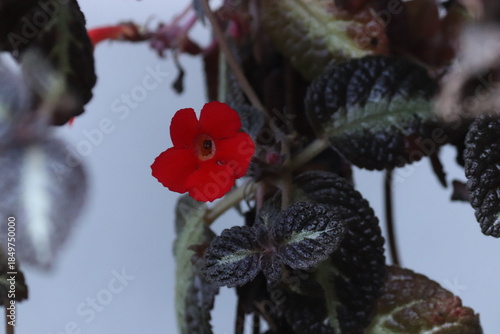 close up of small red episcia flower with dark textured leaves against a white background