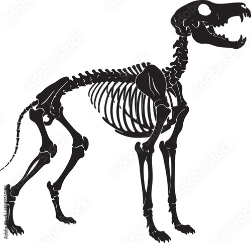Detailed black silhouette of a dog skeleton showing its skull, spine, rib cage, and leg bones in a side profile view also transparent background