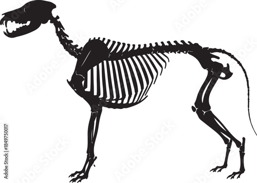 Detailed black silhouette of a dog skeleton, showcasing anatomical structure for science or veterinary education also transparent background