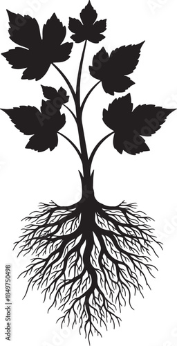 Silhouette of a plant with broad leaves and an extensive root system, symbolizing growth, nature, and the interconnectedness of life above and below ground also transparent background