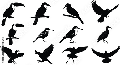 Bird silhouettes collection featuring tropical and wild birds perched and flying isolated on white background, minimalist wildlife illustration set