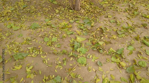 dead leaves fallen on the ground, Colorful leaves, Autumn background: the ground is covered with fallen autumn leafes,  leaf 