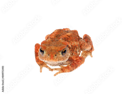 Common toad isolated on white background, Bufo bufo
