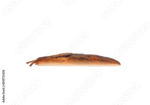 Striped greenhouse slug isolated on white background, Ambigolimax valentianus