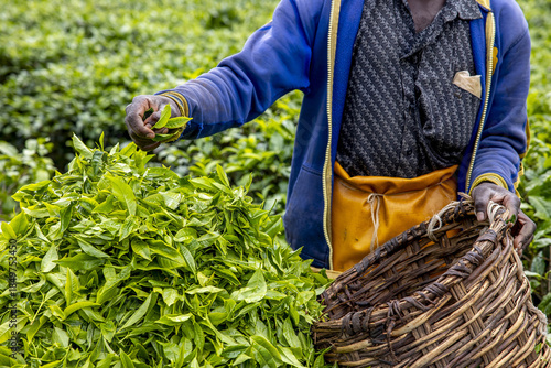 Tea harvest in Gicumbi district, northern province, Rwanda