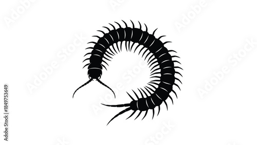Black centipede silhouette curled up isolated on white background