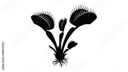 Black silhouette of a Venus flytrap plant with multiple heads isolated on white background
