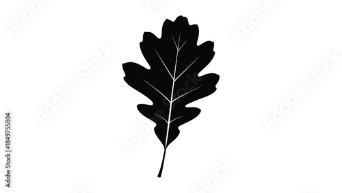 Black silhouette of a single oak leaf isolated on white background