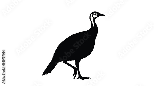 Black silhouette of a guinea fowl standing isolated on white background