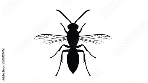 Black silhouette of a wasp with wings spread isolated on white background
